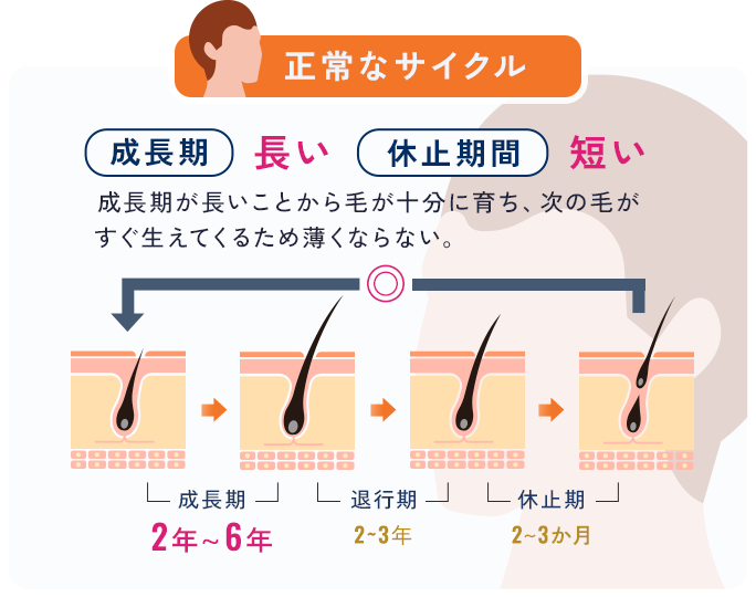 正常なサイクル